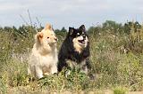 CHIEN FINNOIS DE LAPONIE 420